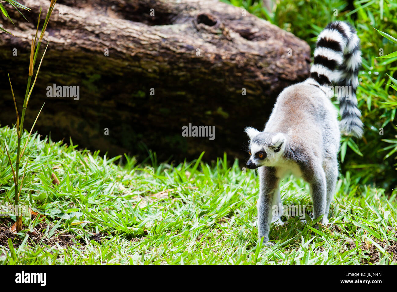 Ring-tailed lemur (Lemur catta) in captivity Stock Photo - Alamy