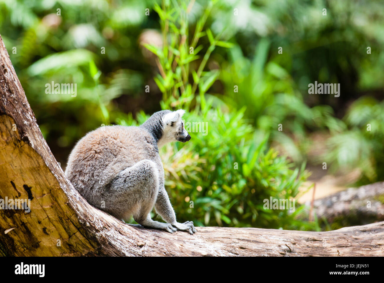 Ring-tailed lemur (Lemur catta) in captivity Stock Photo - Alamy