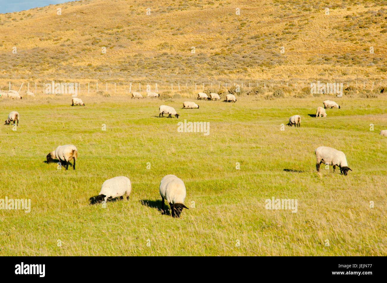 Suffolk Sheep - Tierra Del Fuego - Chile Stock Photo