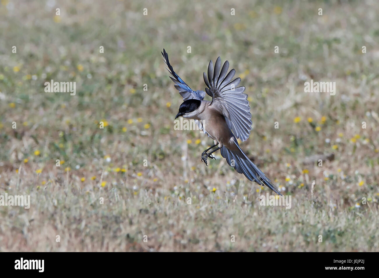 Azure-winged magpie in flight with vegetation in the background Stock Photo