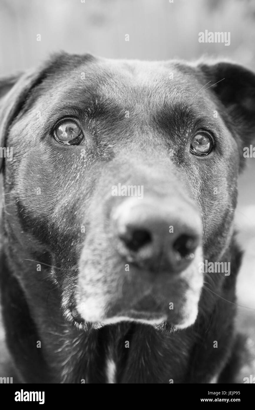 Portrait of big black dog looking frightened Stock Photo