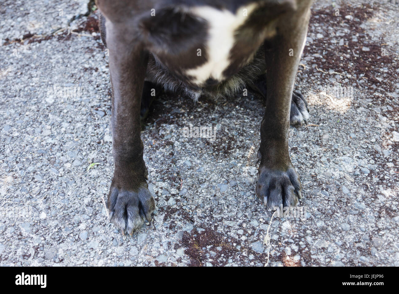 Portrait of a big dog sitting Stock Photo - Alamy