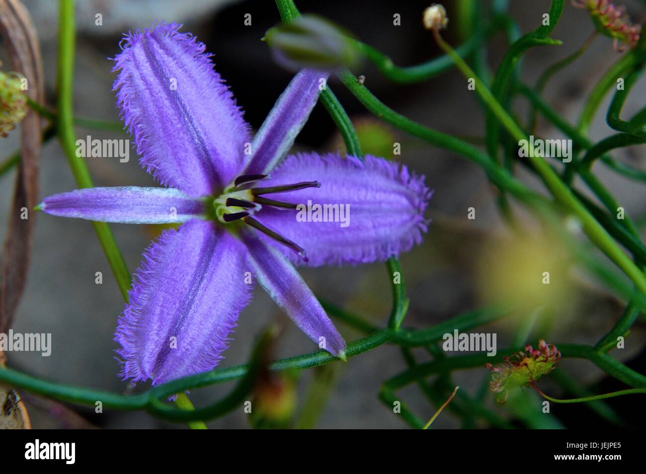 Purple native WA flower Stock Photo
