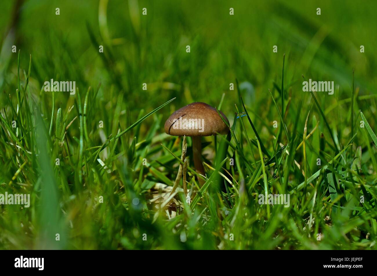 Tiny mushroom in the grass Stock Photo