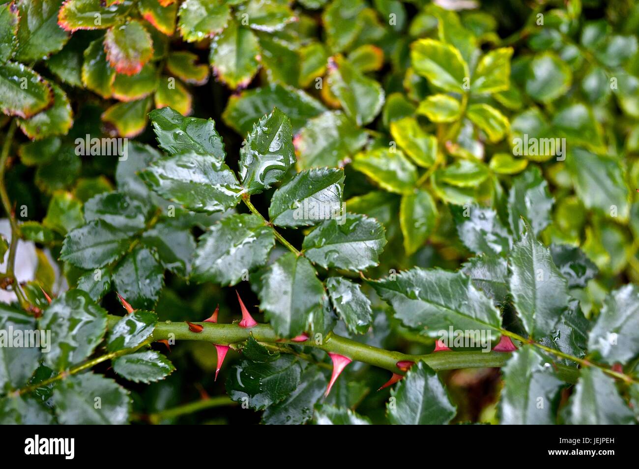 Rose bush with red thorns and rain drops Stock Photo Alamy