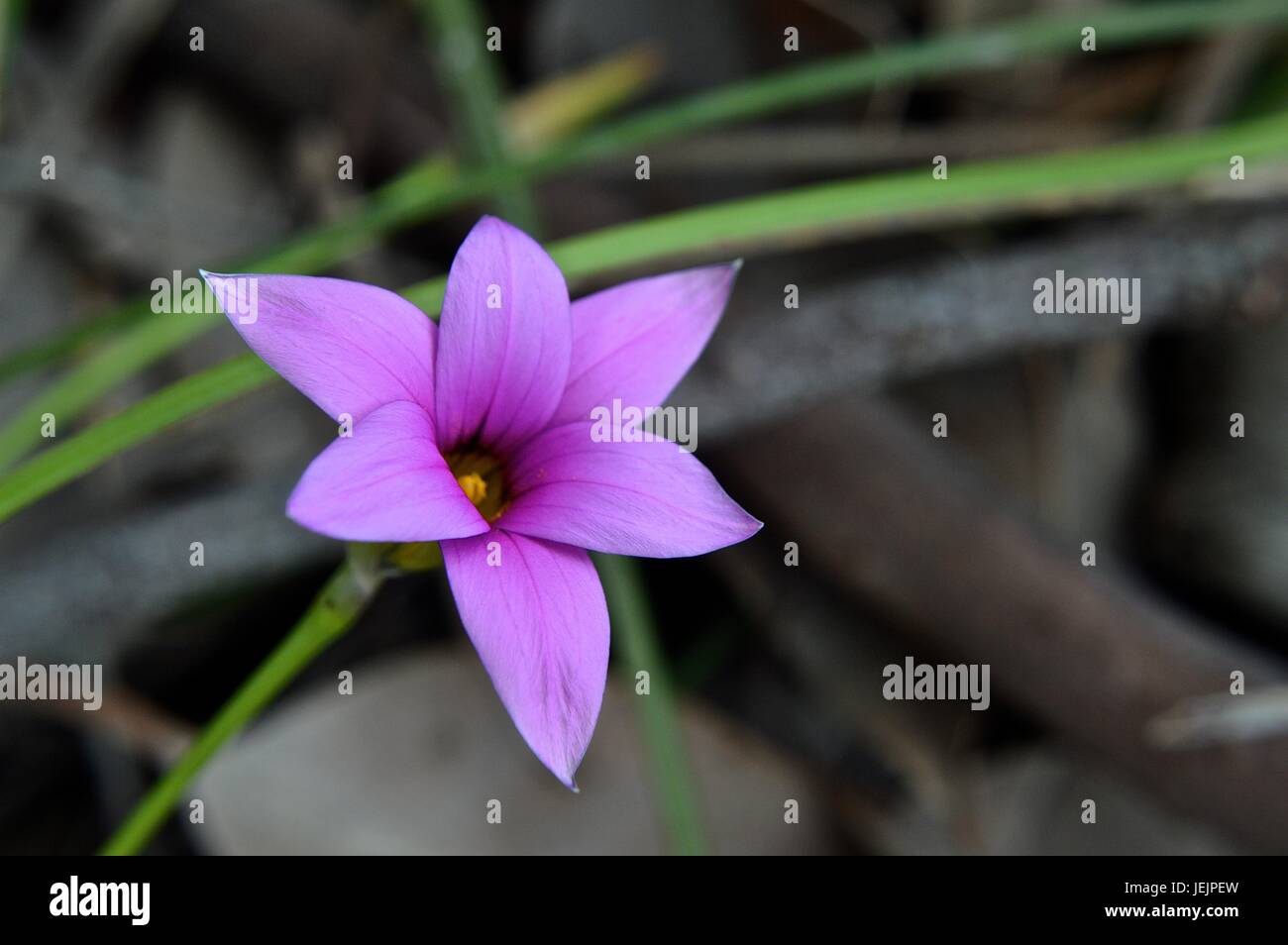 Pink grass flower Stock Photo