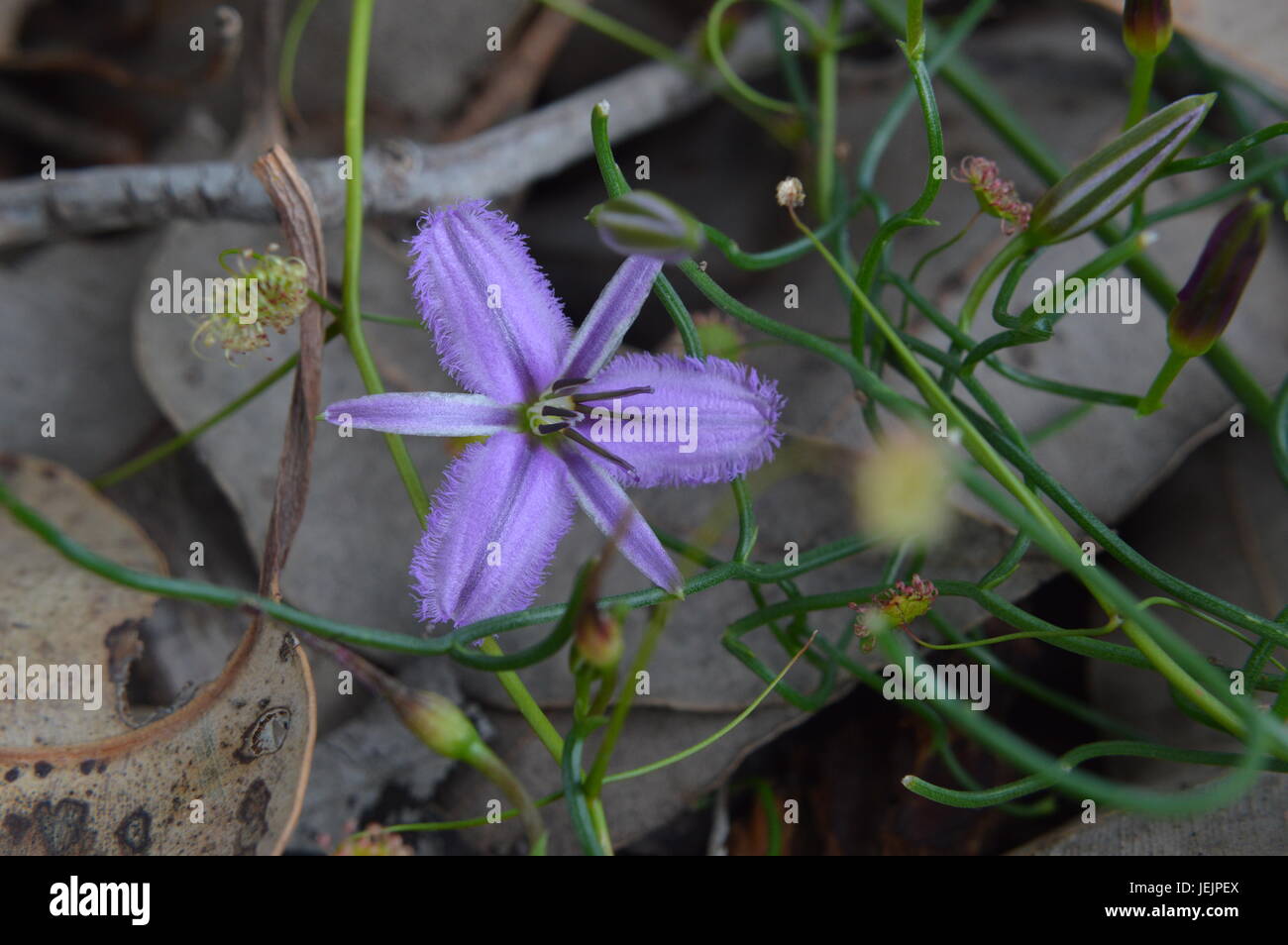 Small purple native WA flower Stock Photo