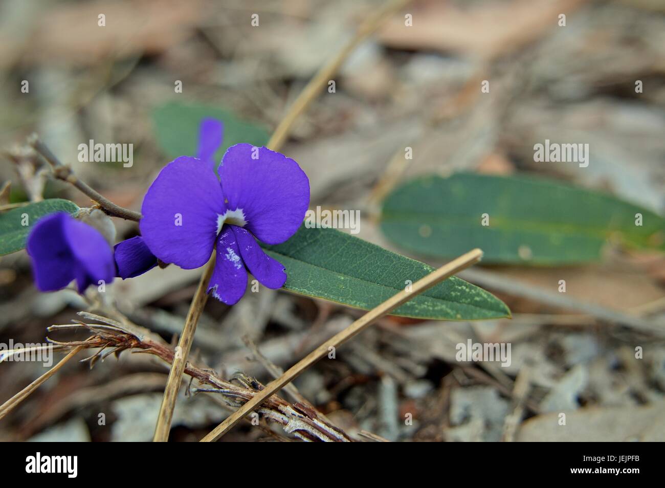 Small purple native WA flower Stock Photo