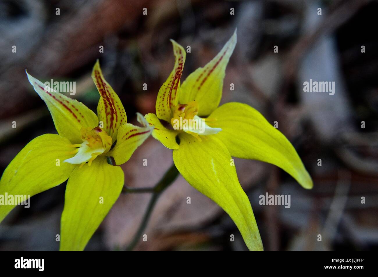 Yellow native WA orchid Stock Photo