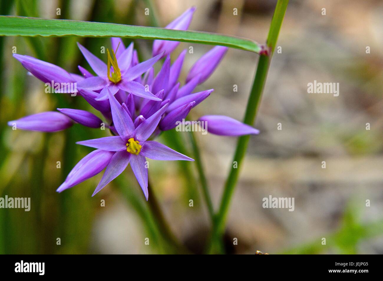 Native WA purple flower Stock Photo