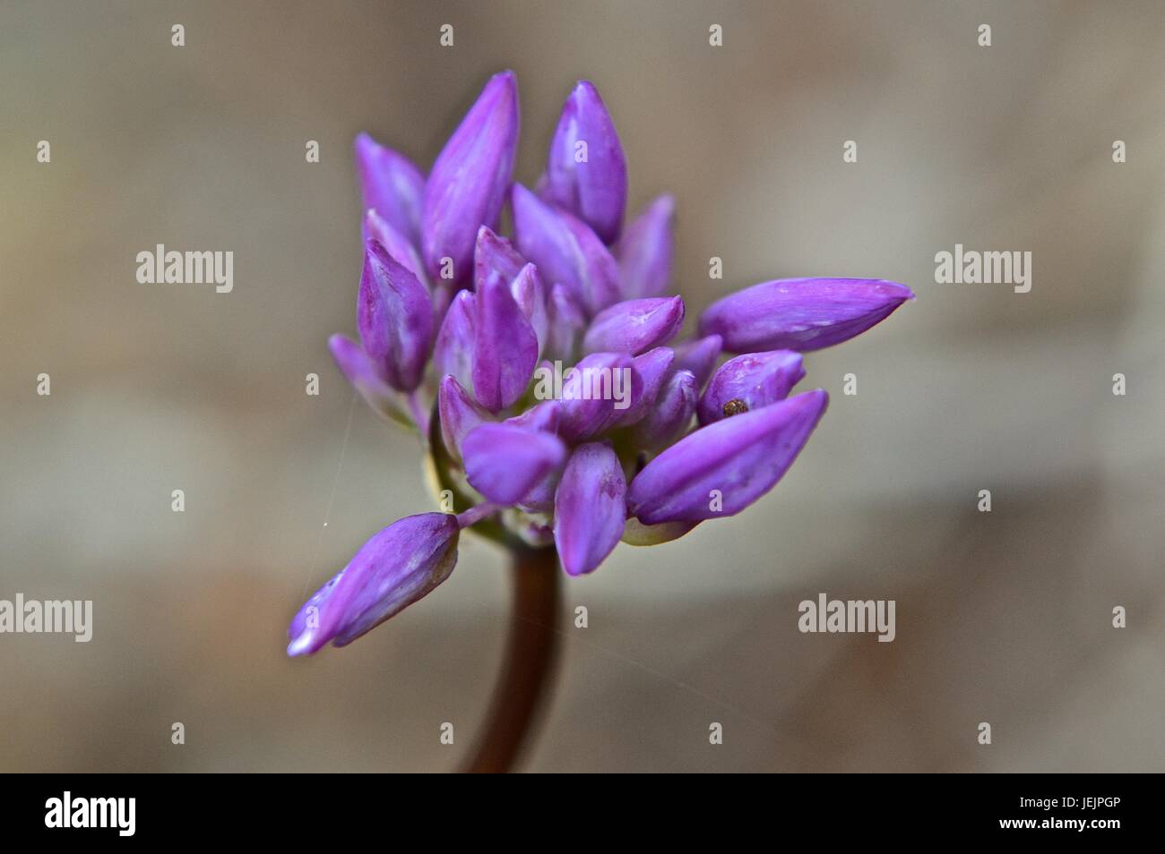 Native WA purple flower Stock Photo