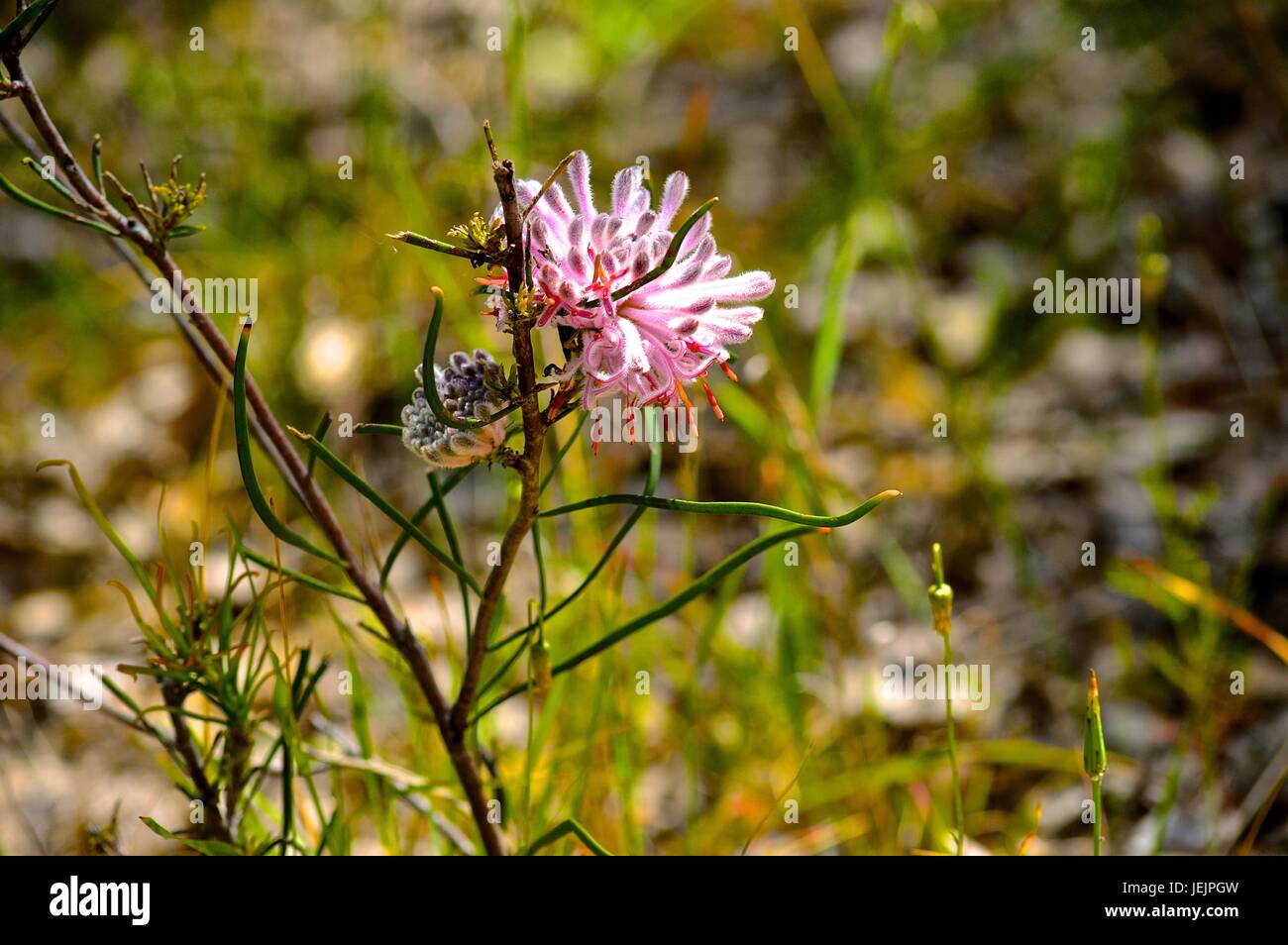 Pink native WA flower Stock Photo