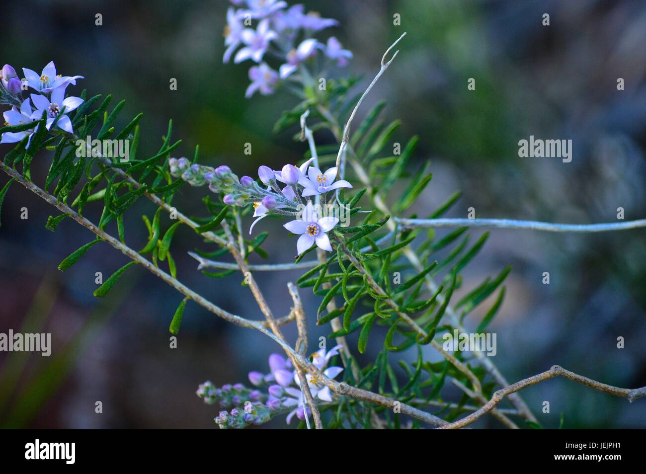 Native WA purple flowers Stock Photo