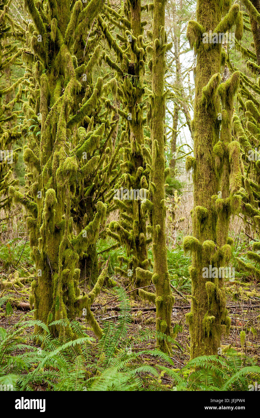 Moss-covered trees in Oregon Stock Photo