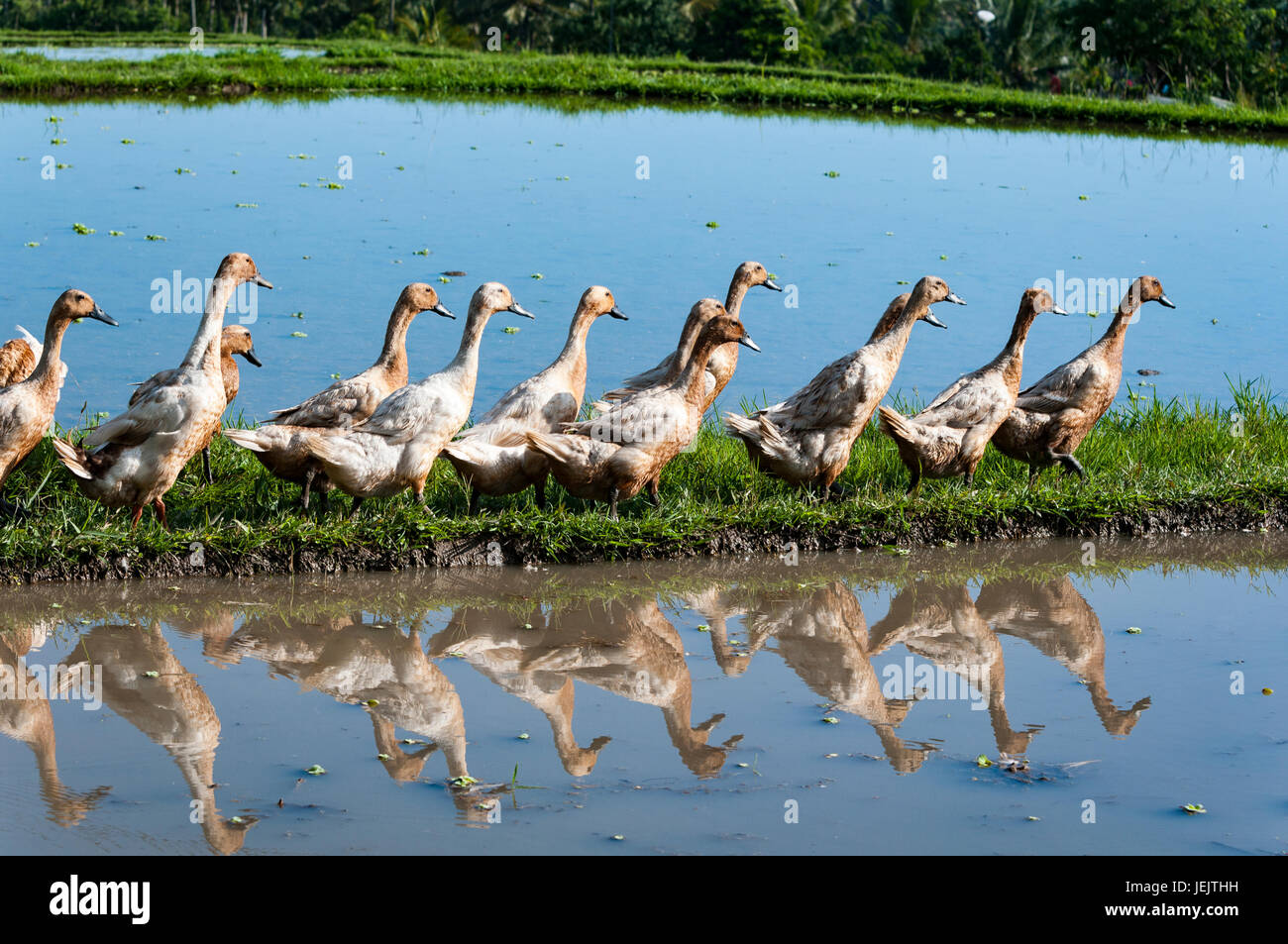 Ducks walking in the rice fields in Bali Stock Photo