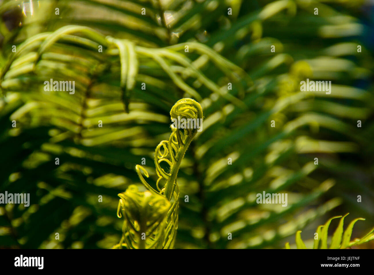 Ferns organic beauty hi-res stock photography and images - Alamy
