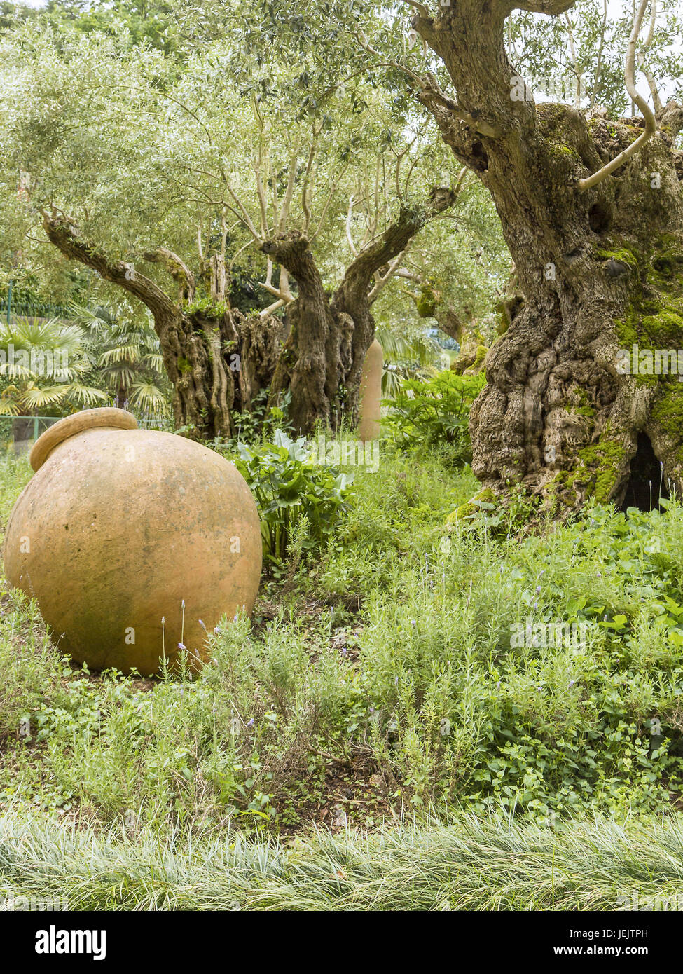 Ancient Olive Trees Madeira Portugal Stock Photo