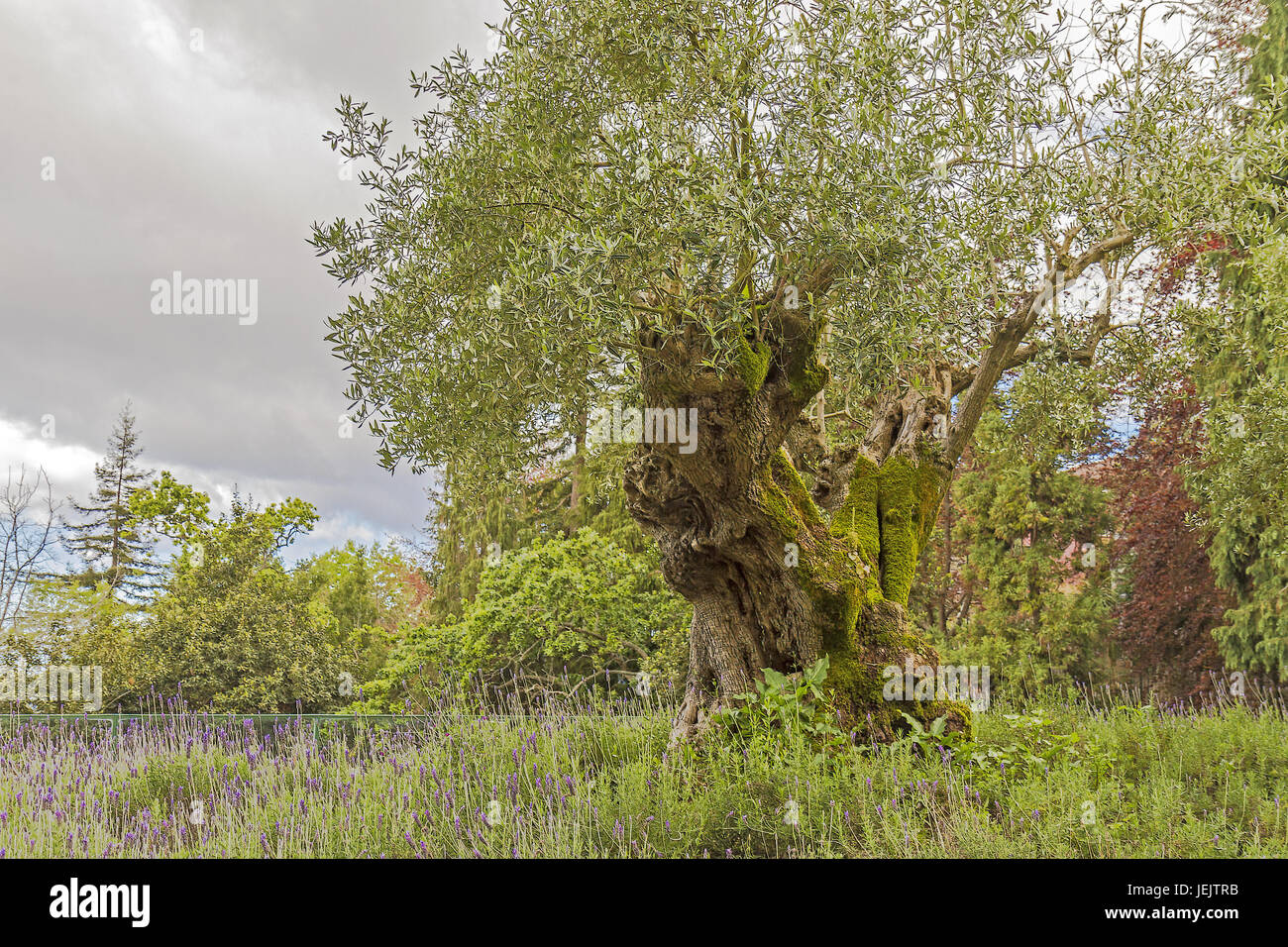 Ancient Olive Trees Madeira Portugal Stock Photo