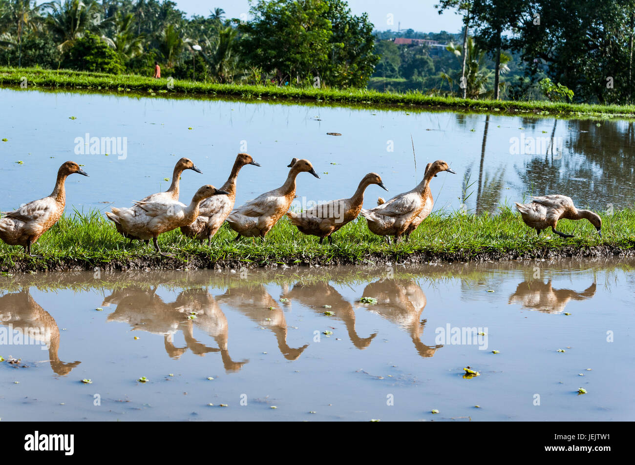 Ducks walking in the rice fields in Bali Stock Photo
