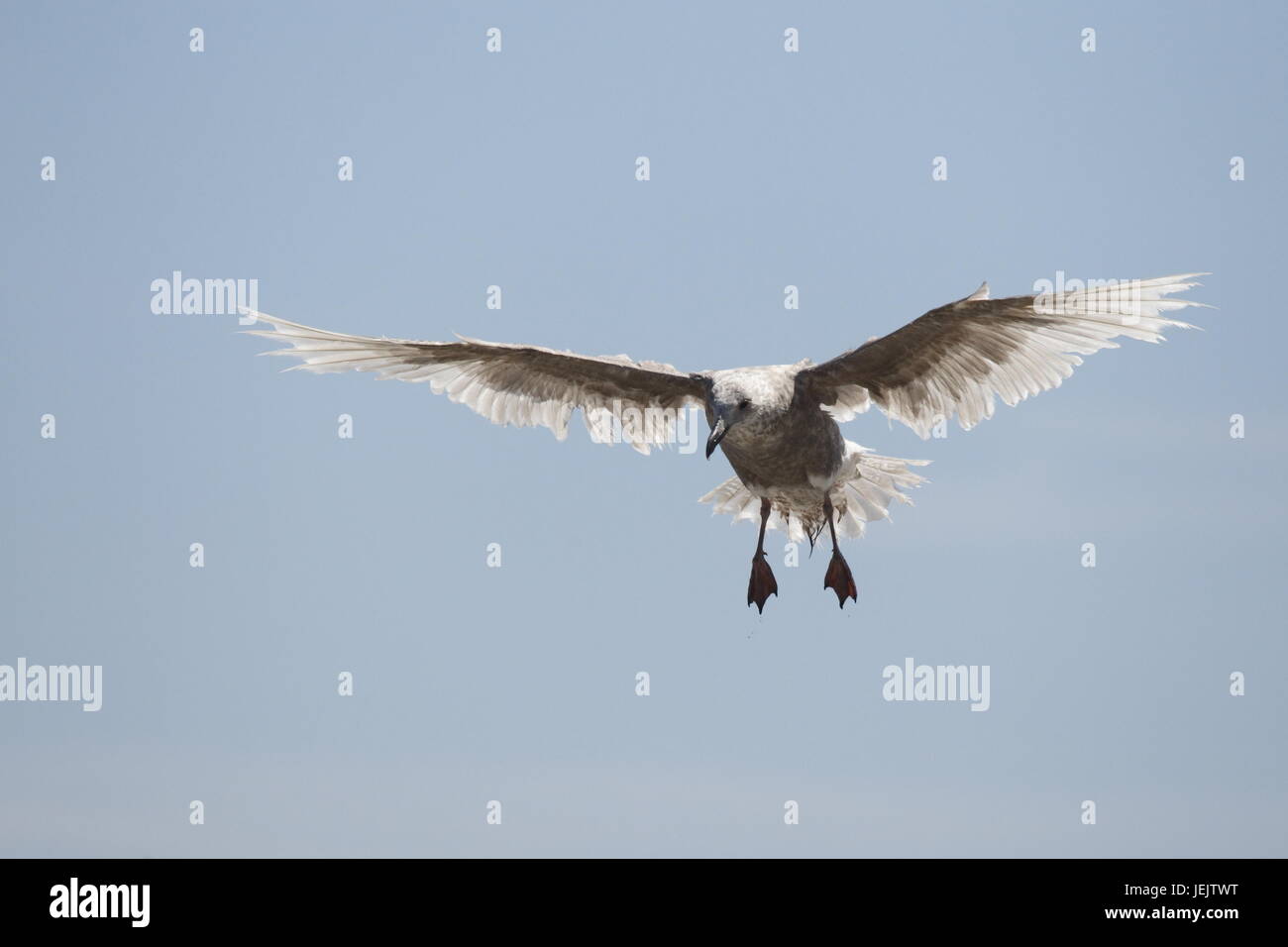 Seagull landing Stock Photo