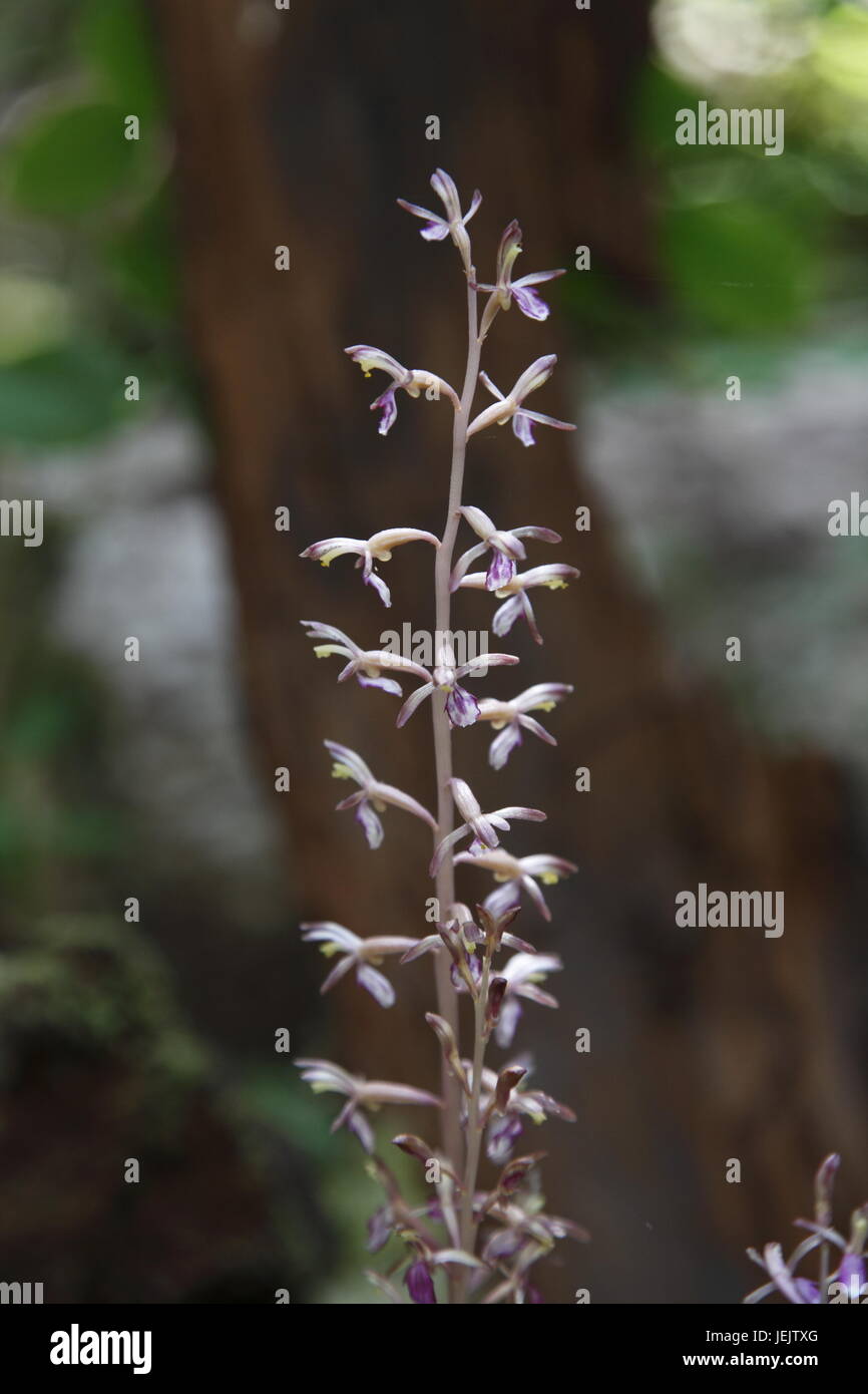 Orchid, Chorallorhiza mertensiana Stock Photo