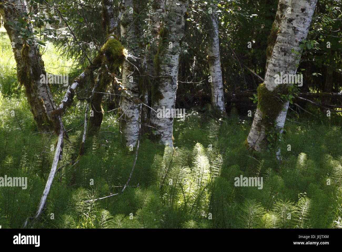 Trees in Sol Duc Valley Stock Photo