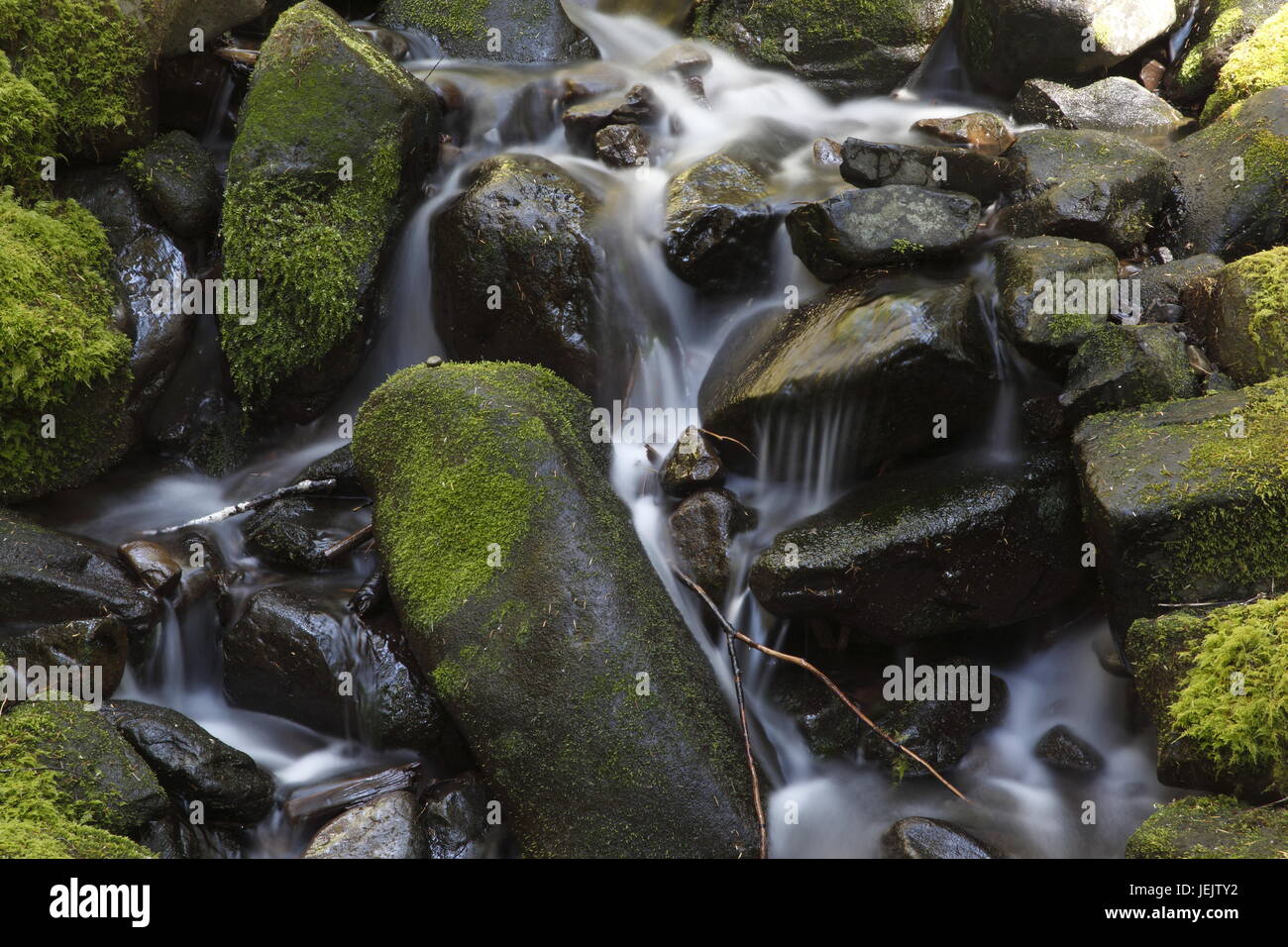 Creek in Sol Duc Valley Stock Photo