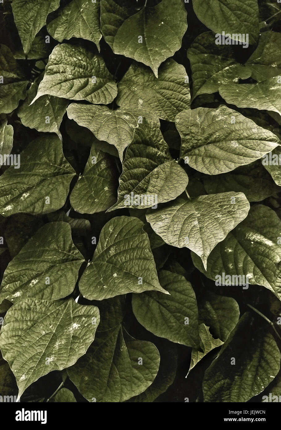 Dark Green Leaves Background Stock Photo