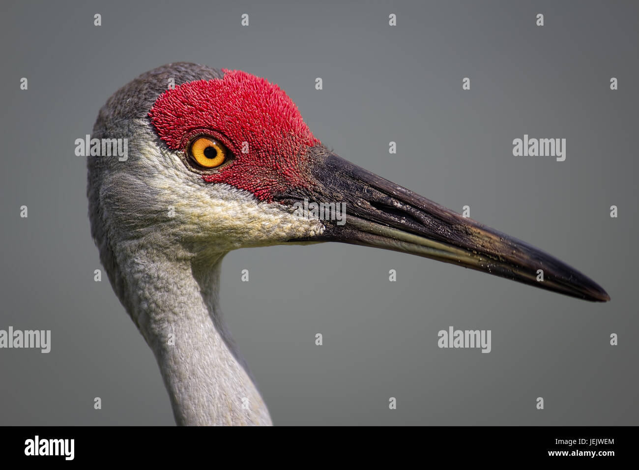 Bird, Sanhill Crane, Day, Florida, USA Stock Photo