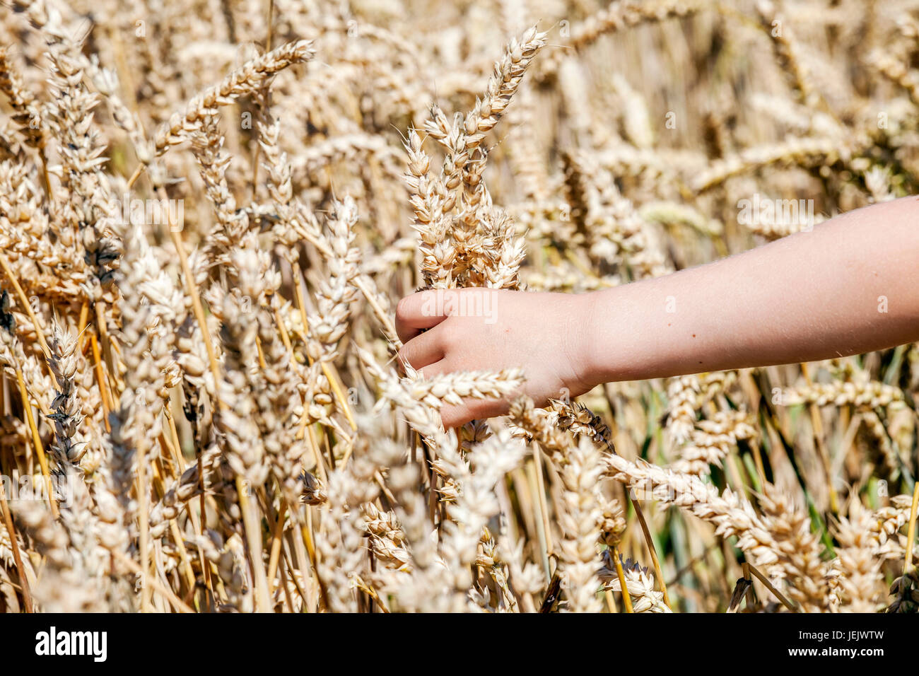 Child hand against wheat field Stock Photo