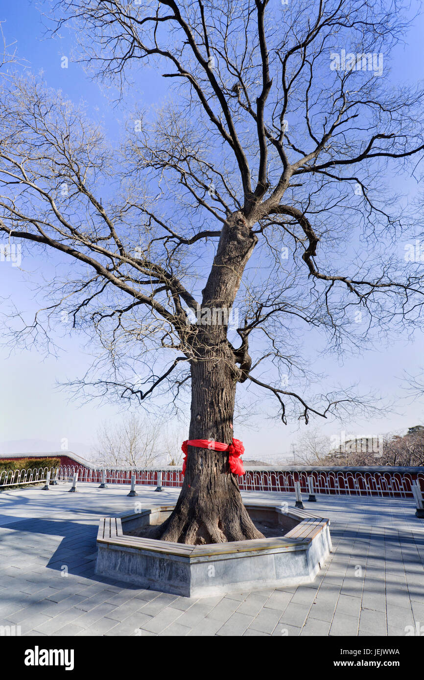 Styphnolobium japonicum synonym Sophora japonica, Japanese Pagoda tree at a Chinese Buddhist Temple Stock Photo