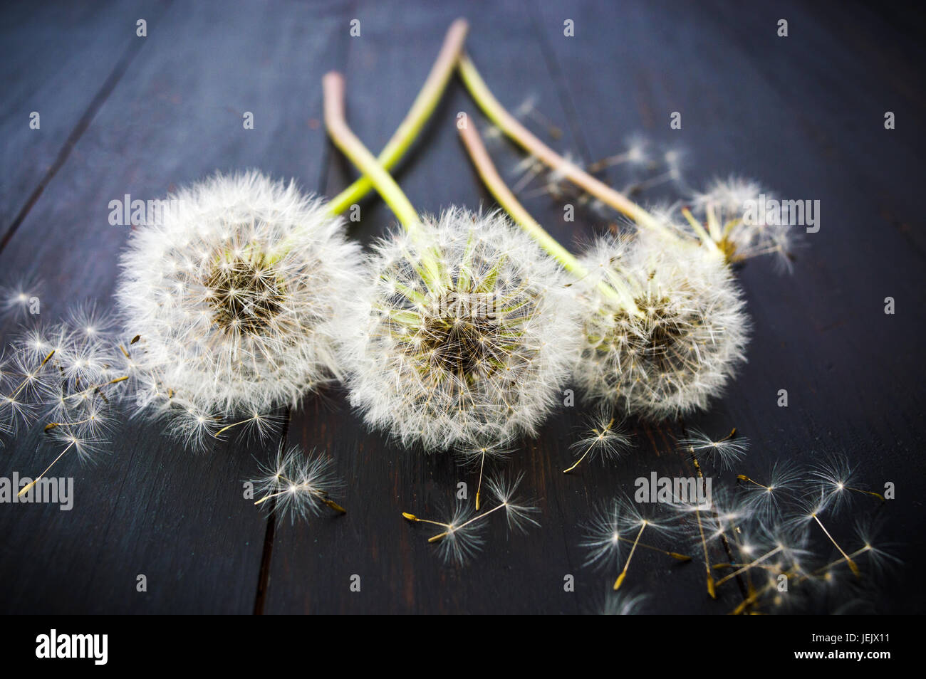 Three dried white dandelions on the wooden table Stock Photo