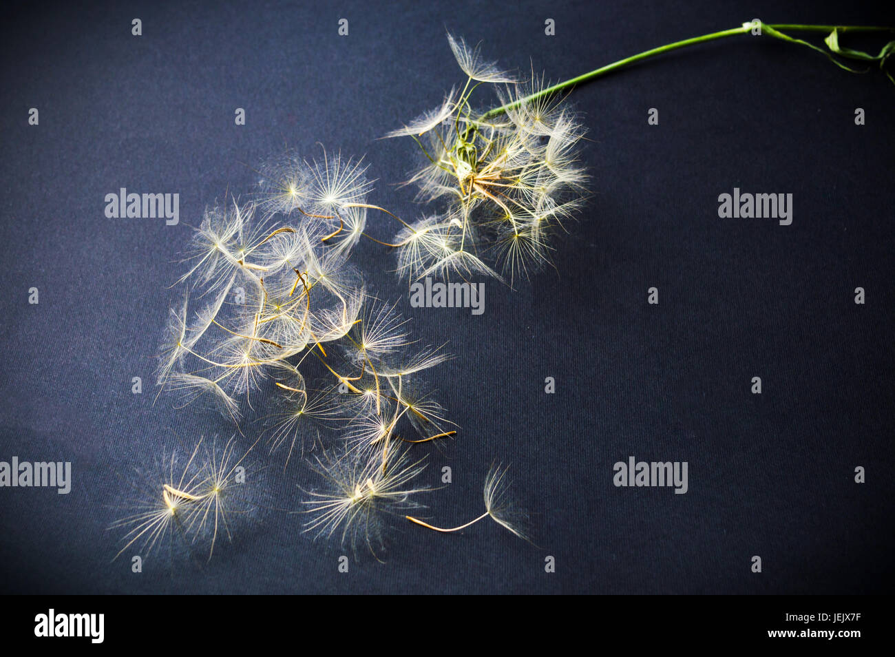 Dried white dandelion head against black background Stock Photo