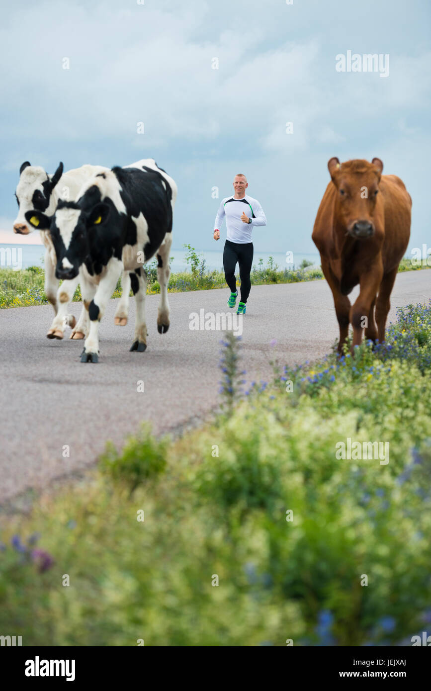 Man running, cows on roadside Stock Photo