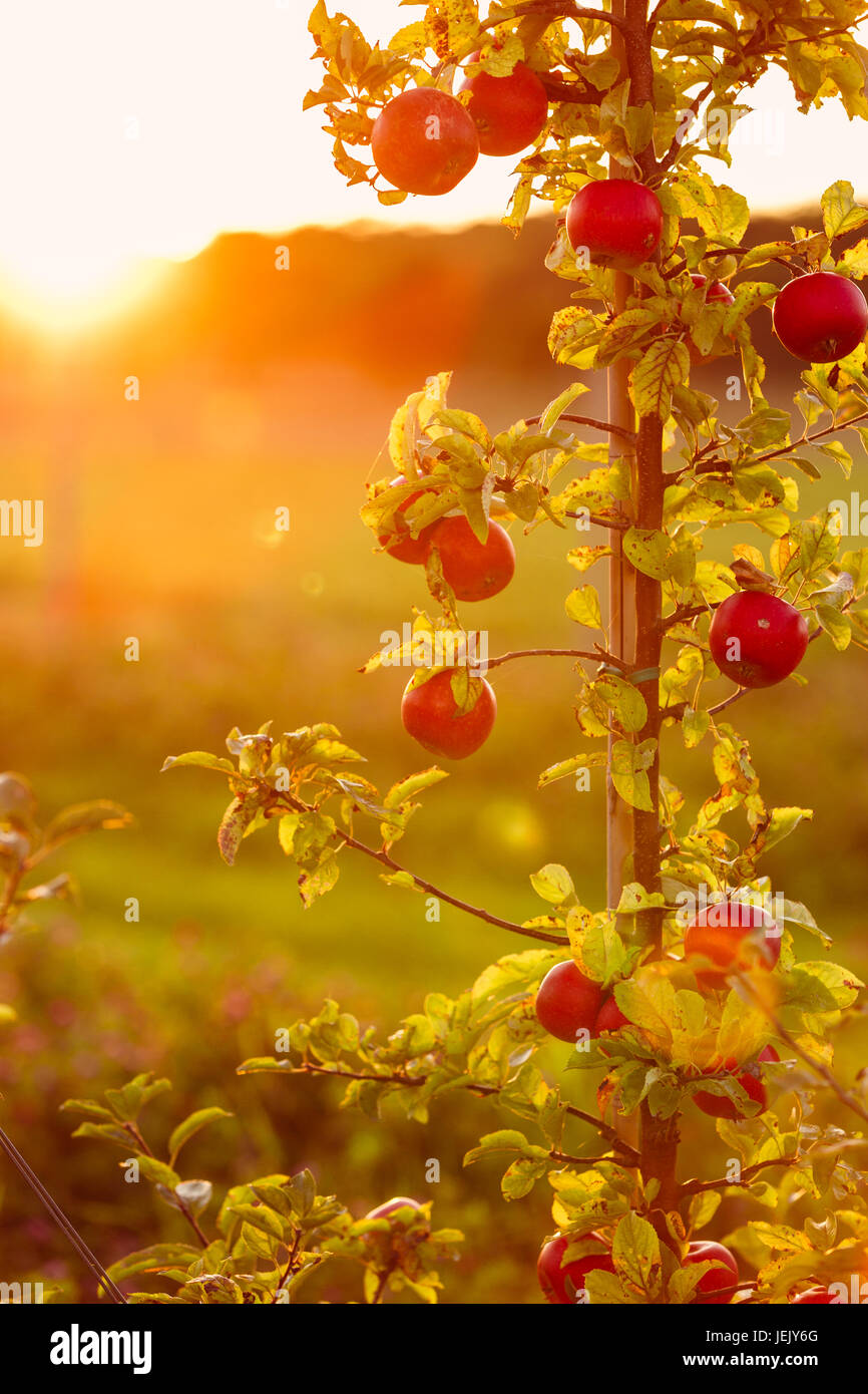 Apple tree in orchard Stock Photo - Alamy
