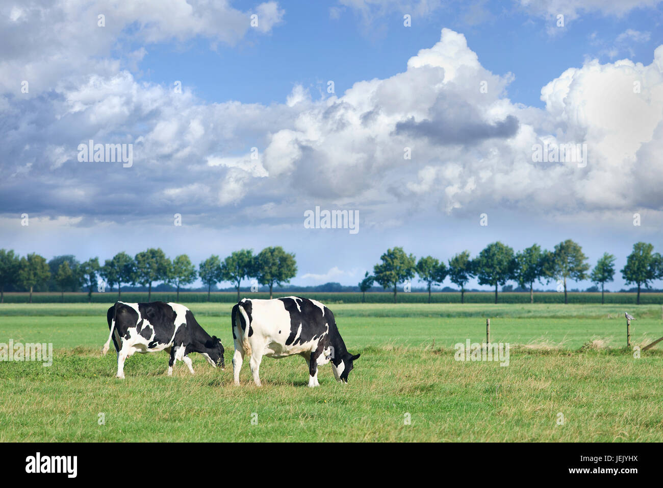 Grazing Holstein-Frisian cows grazing in a green Dutch meadow on a ...