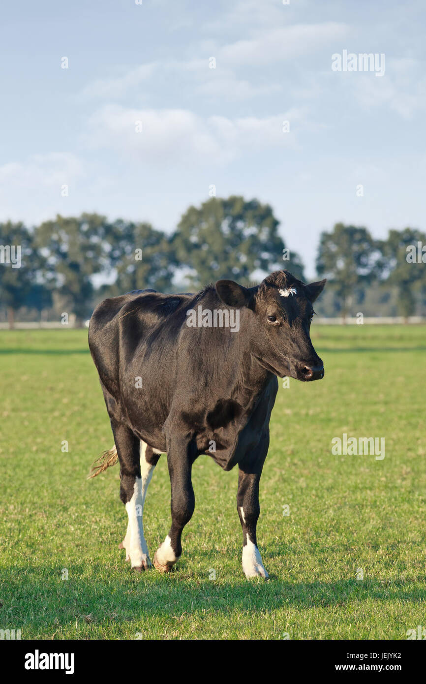 Holstein-Friesian cattle in a green meadow with trees on the background, The Netherlands. Stock Photo