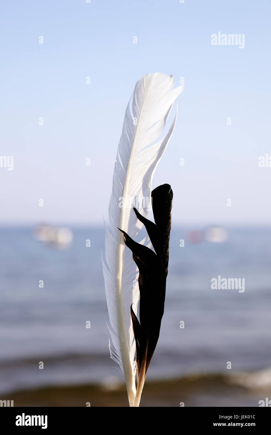 Black and white feathers Stock Photo - Alamy
