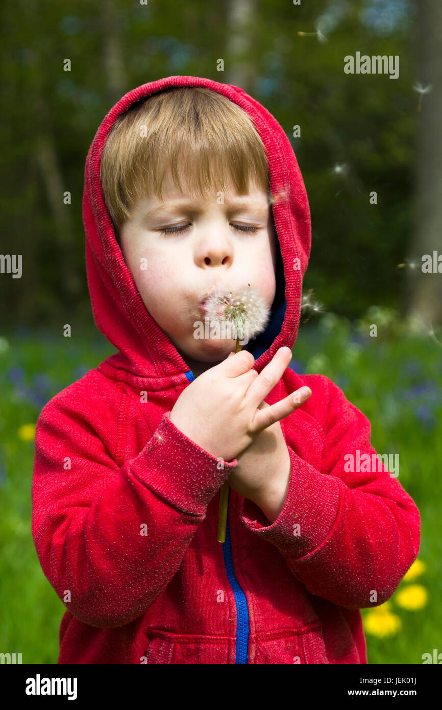 Young boy blowing a dandelion clock Stock Photo