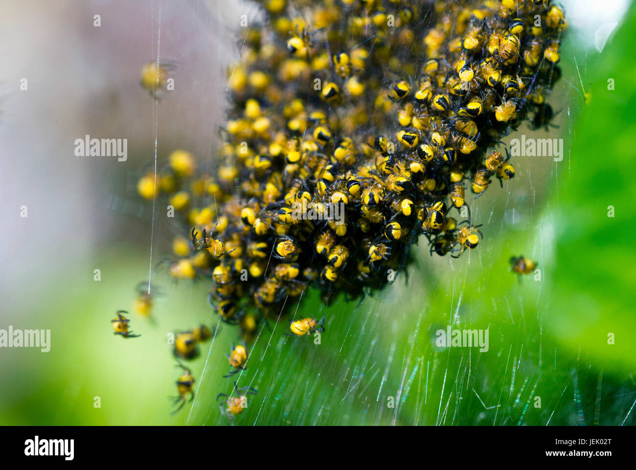 European garden spider (Araneus diadematus) spiderlings Stock Photo