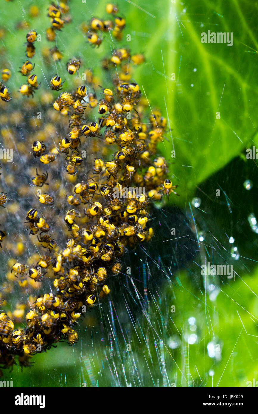 European garden spider (Araneus diadematus) spiderlings Stock Photo