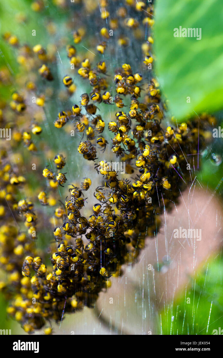 European garden spider (Araneus diadematus) spiderlings Stock Photo
