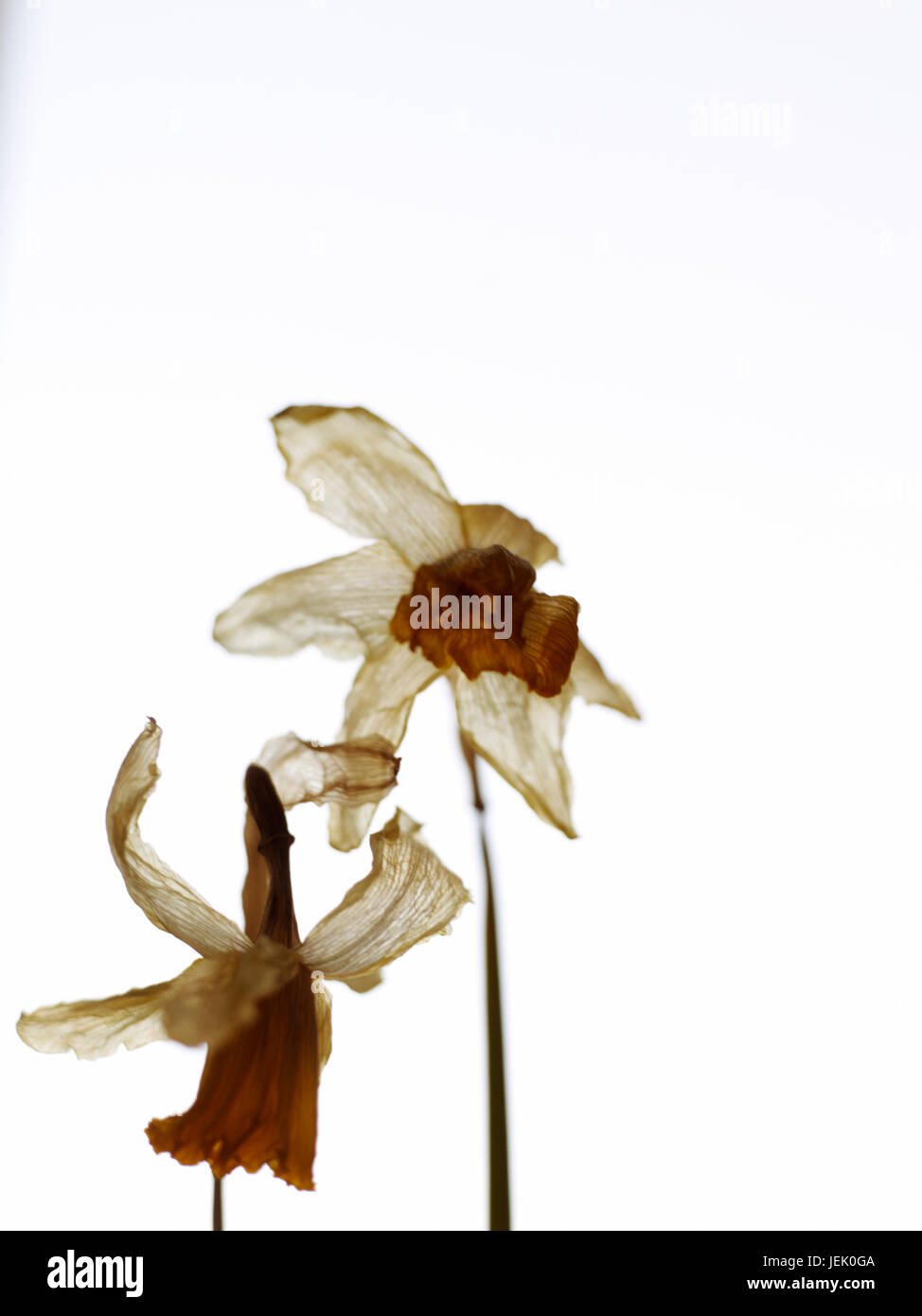 Dead daffodils on white background Stock Photo Alamy
