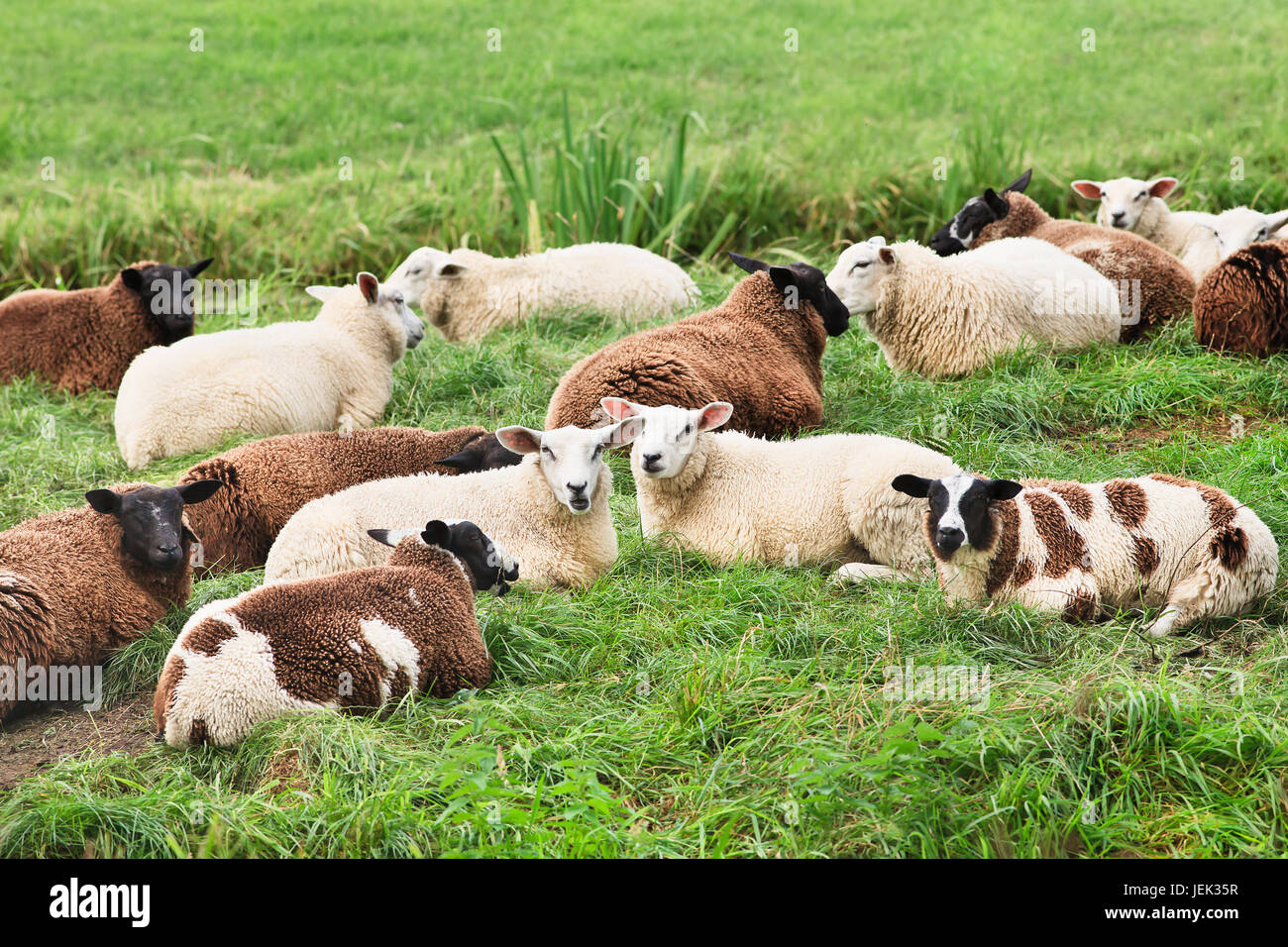 Flock of sheep lying in a lush green meadow, The Netherlands Stock ...