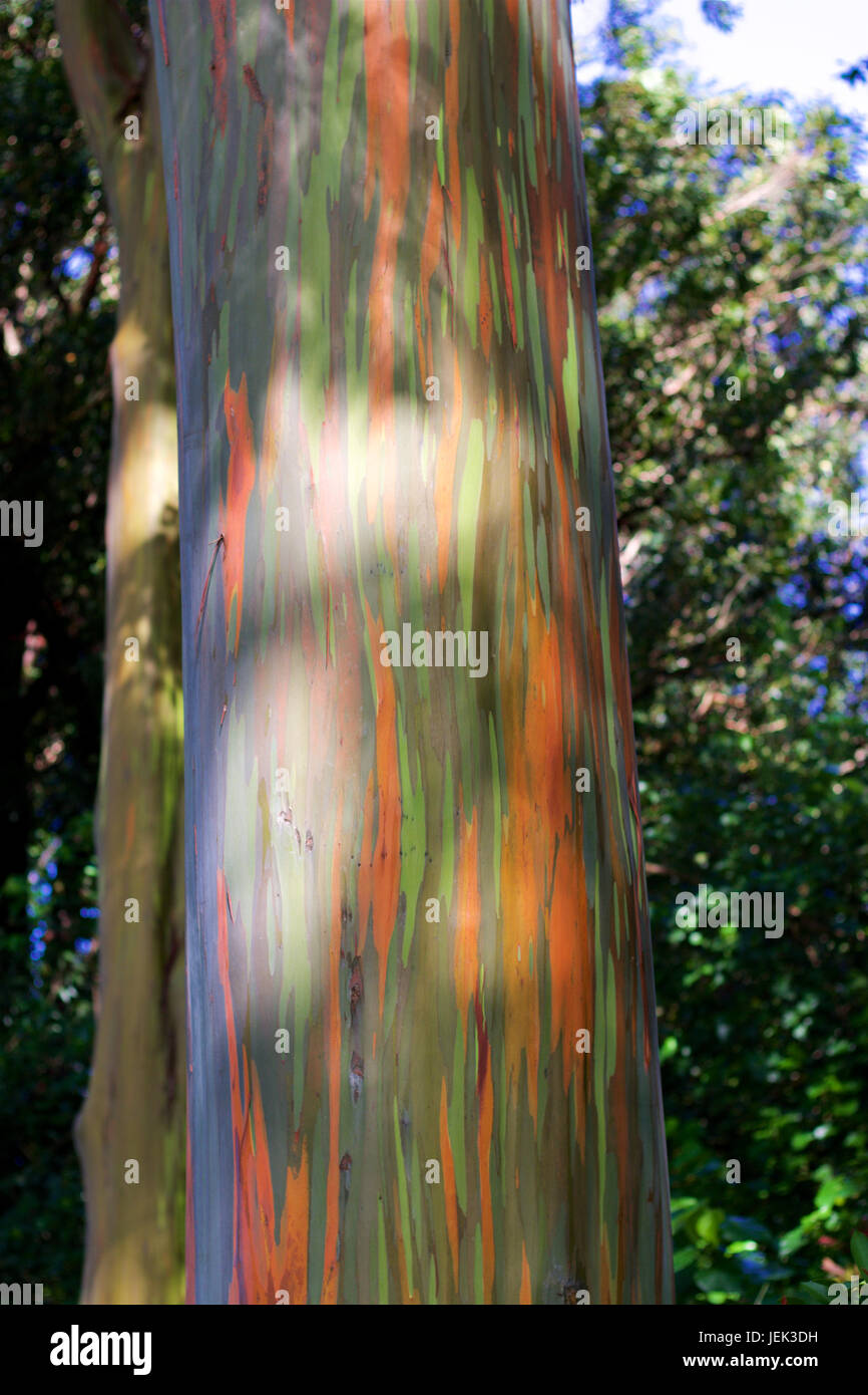Painted Forest (Rainbow Trees) Maui Stock Photo Alamy