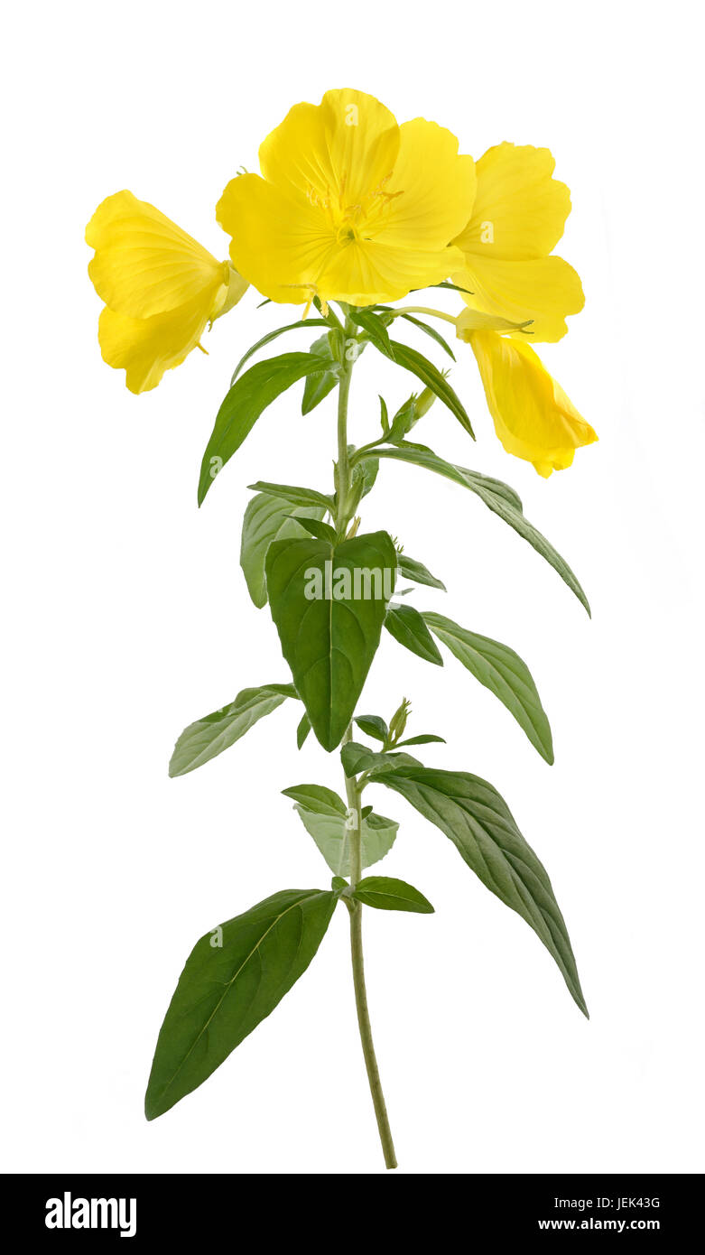 common evening primrose flowers isolated on white Stock Photo Alamy
