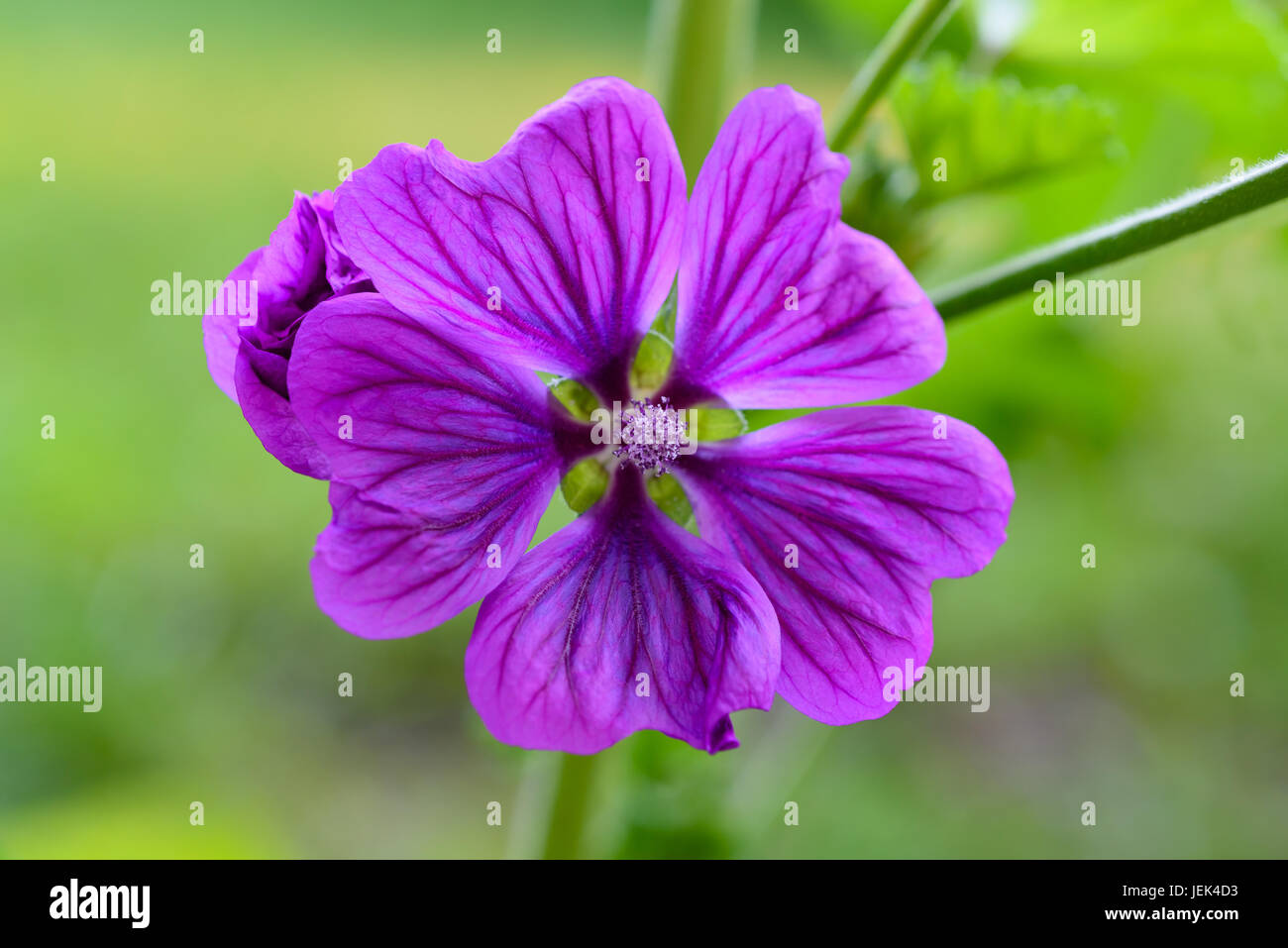 Violet 'Common Mallow' flower  (Malva Sylvestris) on blurred background Stock Photo