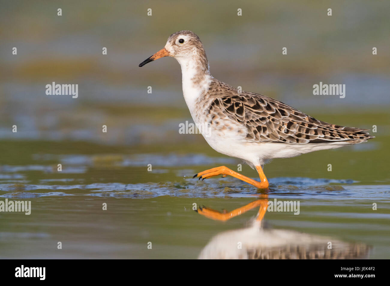 European Ruff High Resolution Stock Photography and Images - Alamy