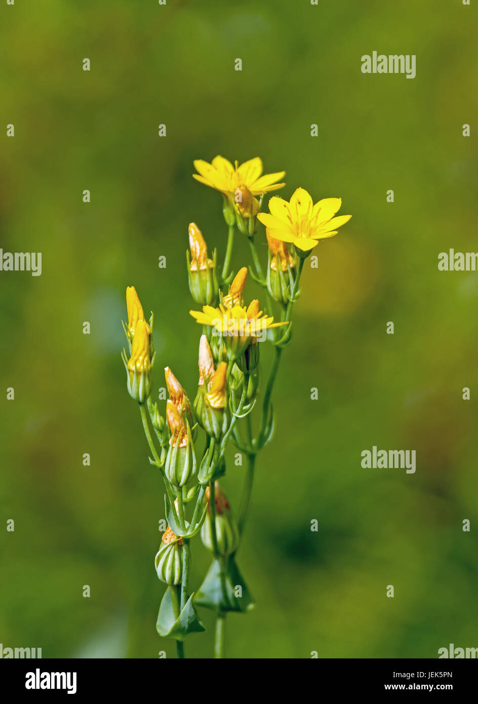 Wild flower Yellow-wort Stock Photo