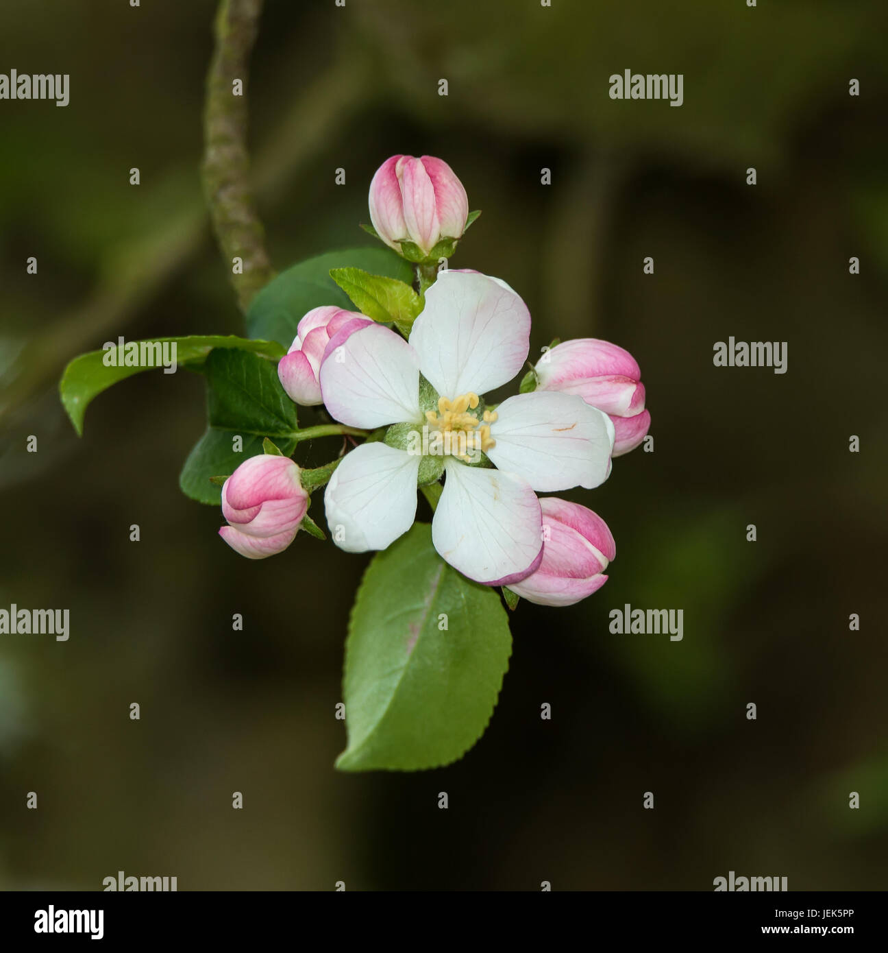 Pink and white Apple blossom in Springtime Stock Photo - Alamy